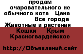 продам очаровательного не обычного кота › Цена ­ 7 000 000 - Все города Животные и растения » Кошки   . Крым,Красногвардейское